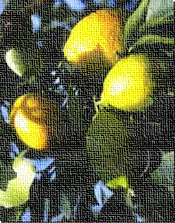 lemonsclub.gif (47379 octets)